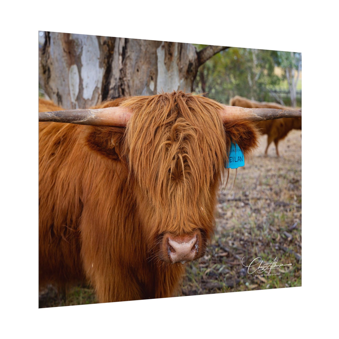 Rolled Posters - Scottish Highland Cattle