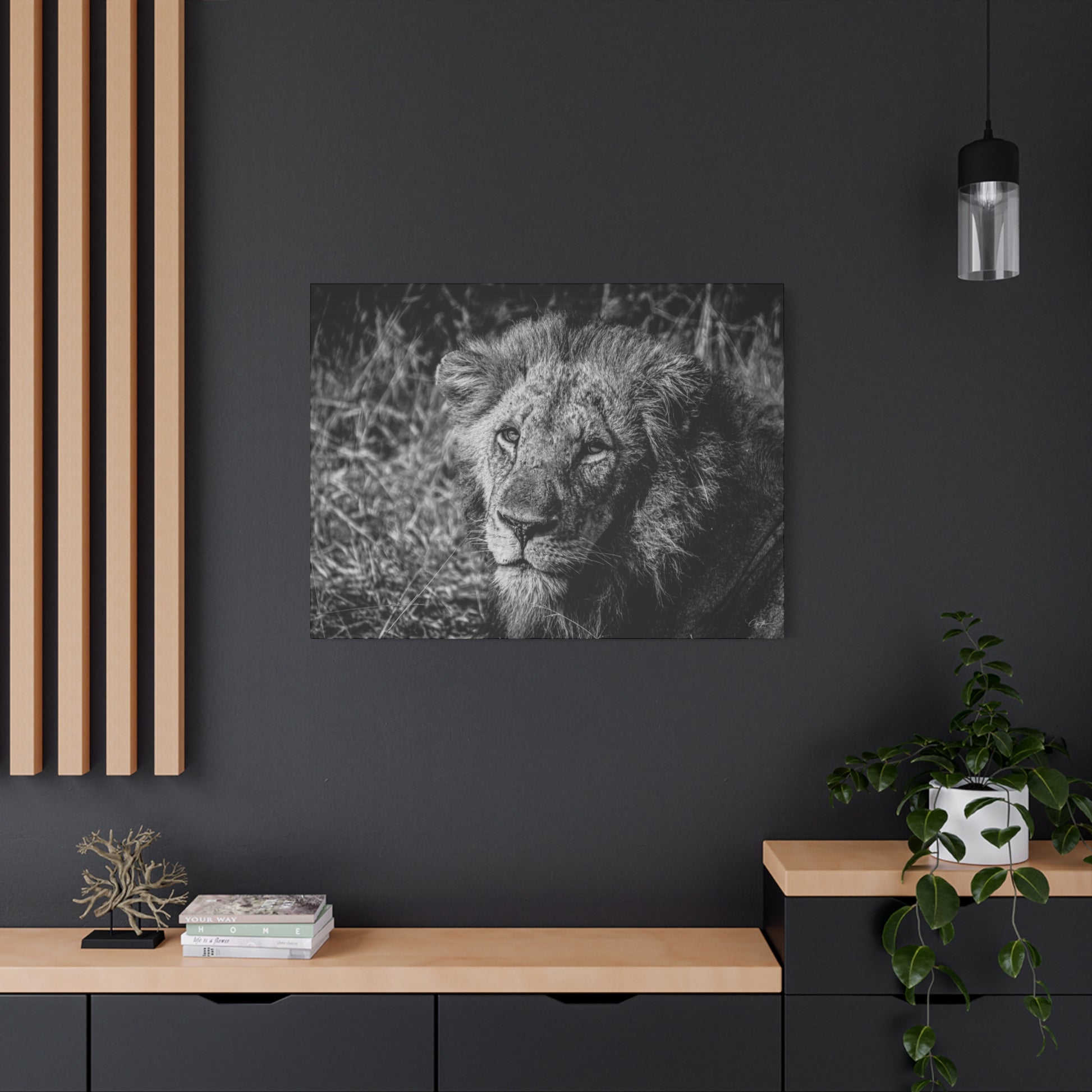 Old Lion Canvas Print B&W