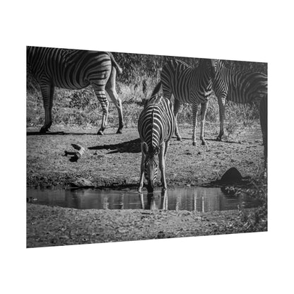 Rolled Posters - Zebra at Waterhole B&W