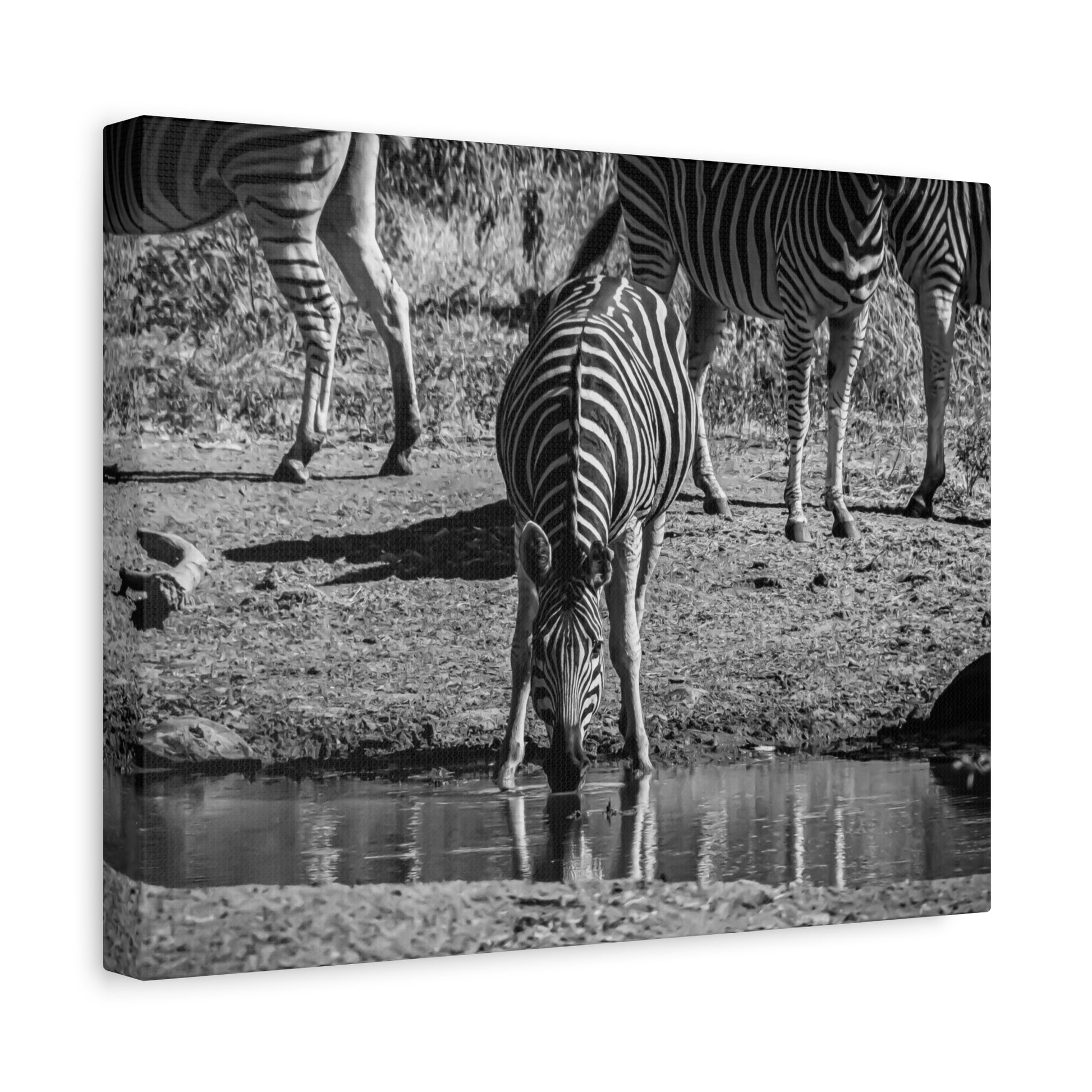 Zebra Nature Print Canvas Print B&W