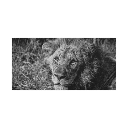 Old Lion Canvas Print B&W