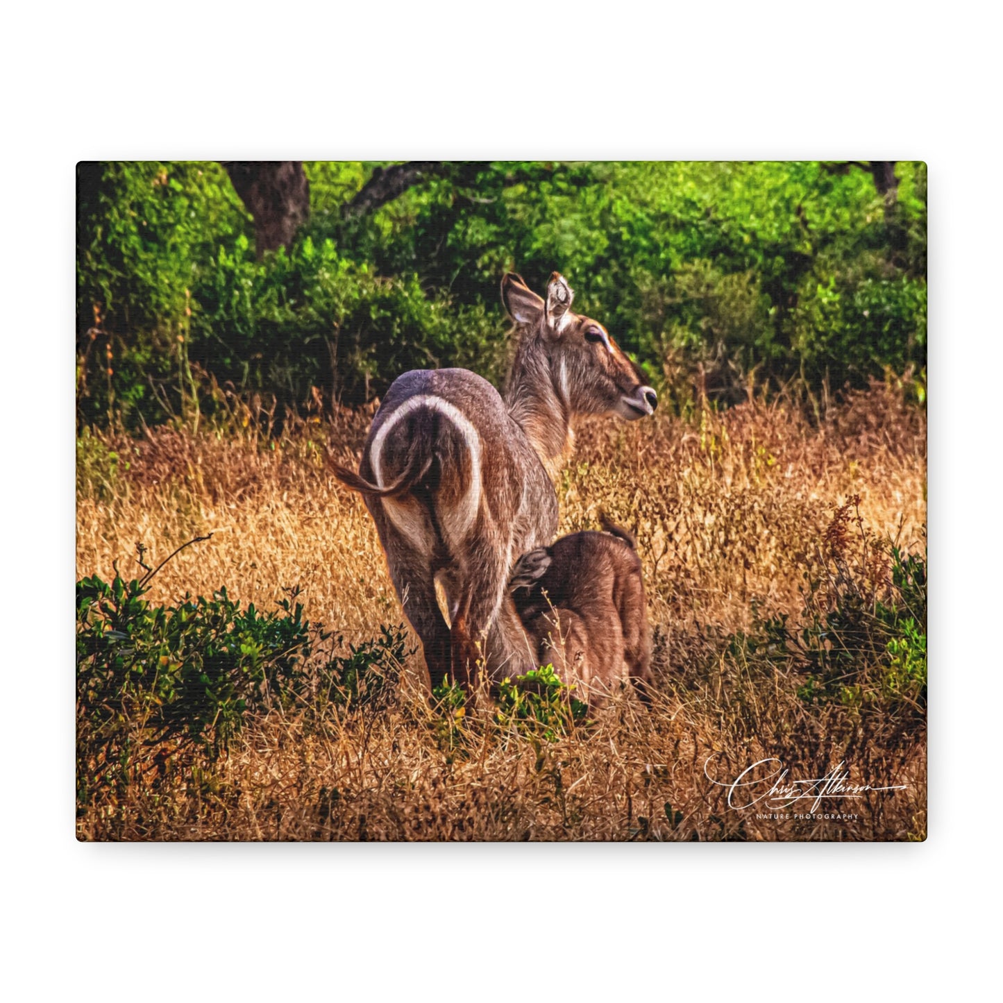 Waterbuck Nature Prints Matte Canvas 10" x 8" (Horizontal) 1.25"