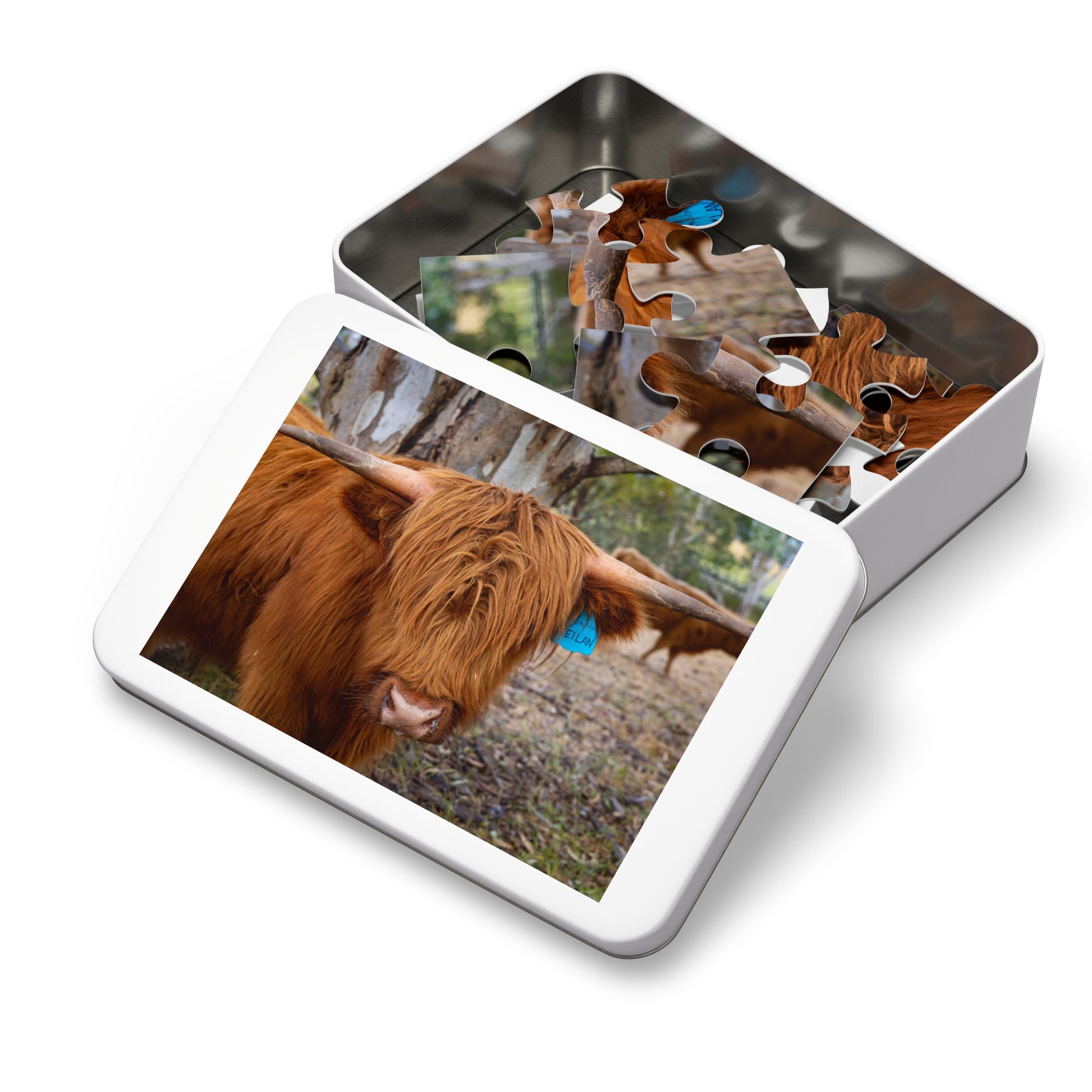 Scottish Highland Cattle Puzzle with Tin