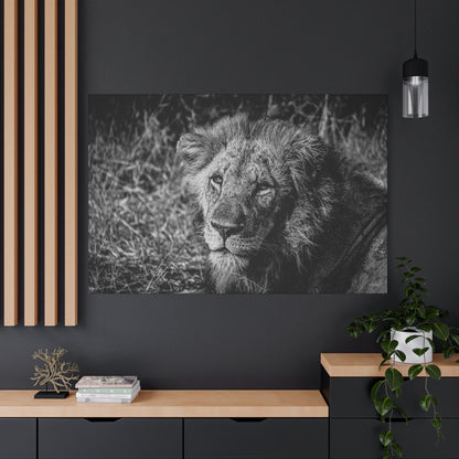 Old Lion Canvas Print B&W