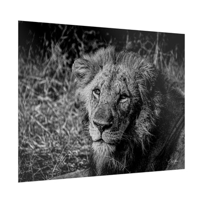 Rolled Posters - Old Lion B&W