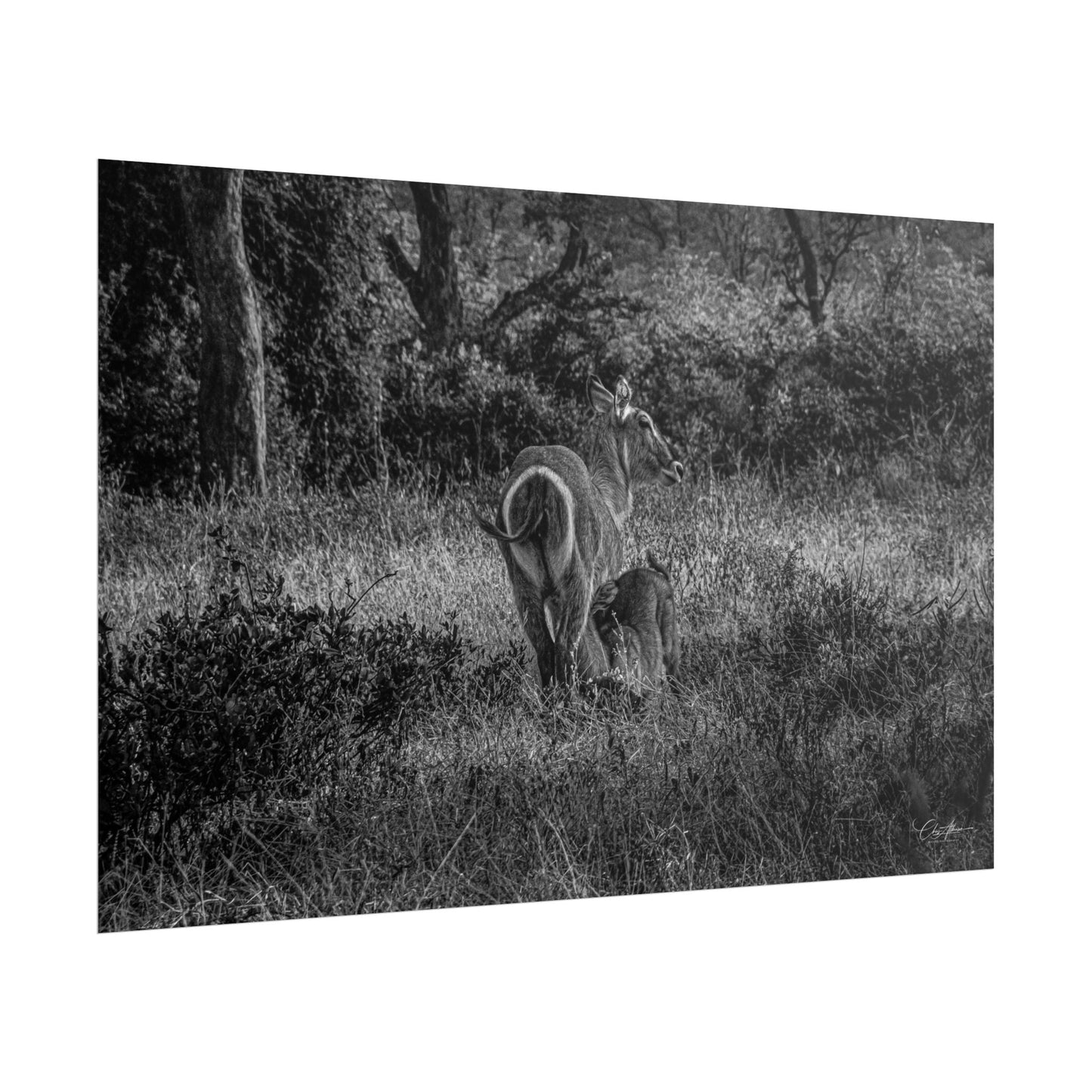 Waterbuck Baby Animal Posters B&W