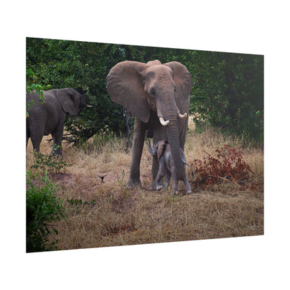 Rolled Posters - Elephant and Baby