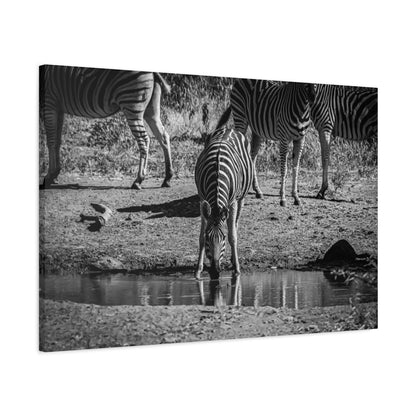 Zebra Nature Print Canvas Print B&W