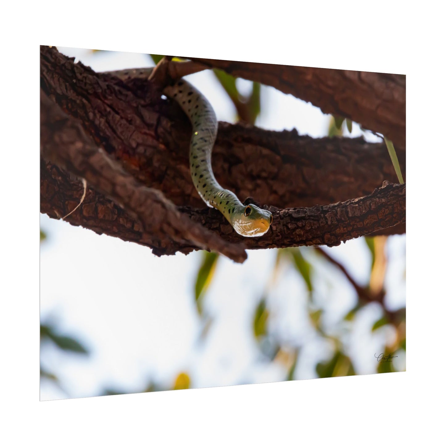 Rolled Posters - Spotted Bush Snake