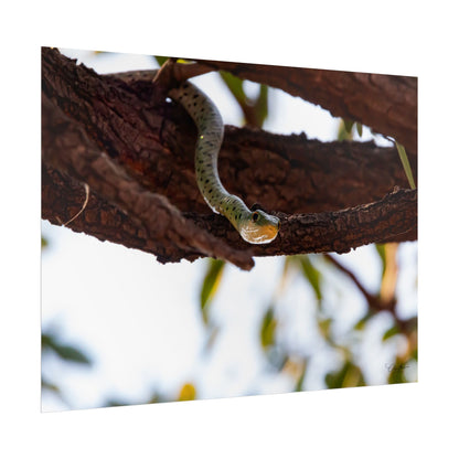 Rolled Posters - Spotted Bush Snake