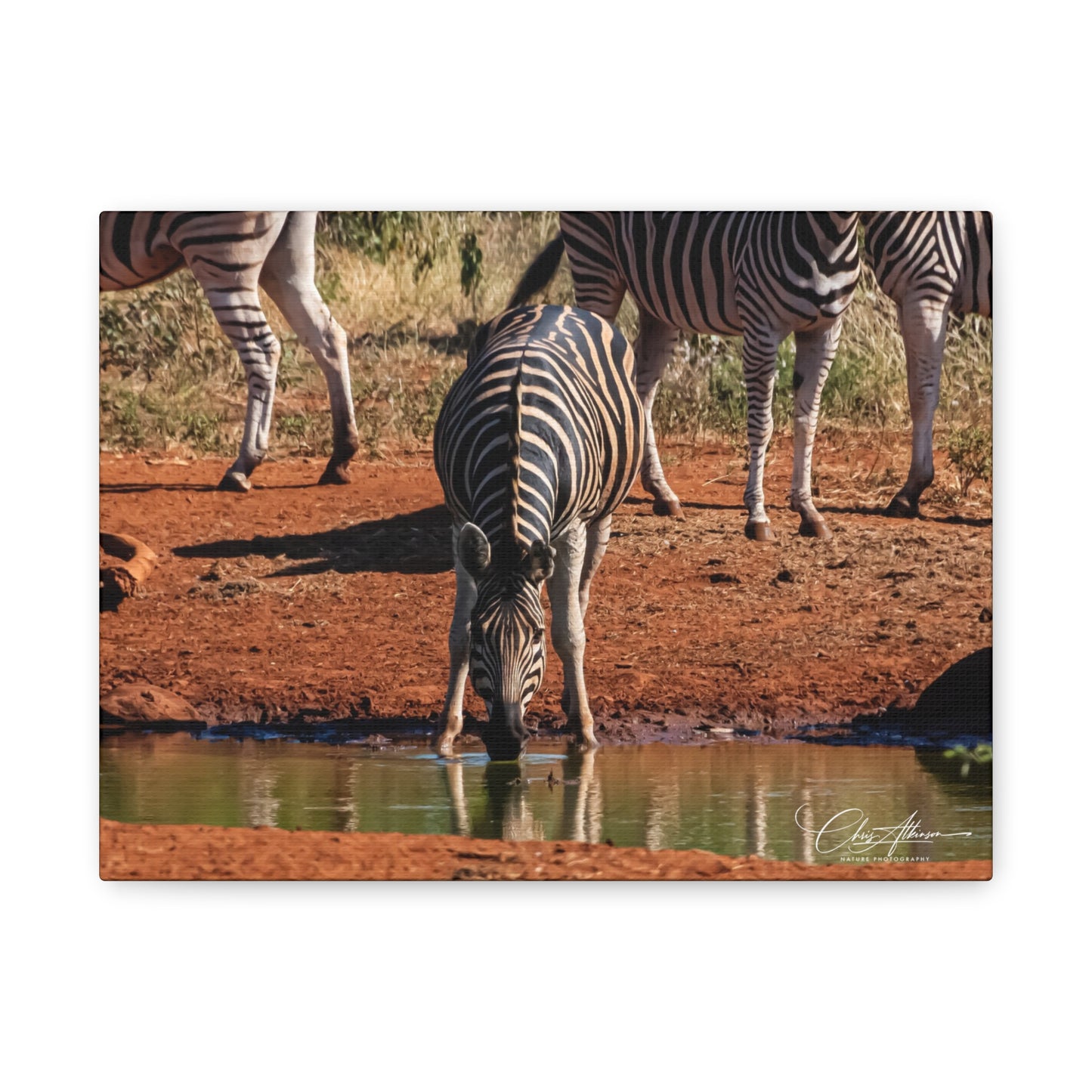 Matte Canvas, Stretched, 1.25" - Zebra at Waterhole