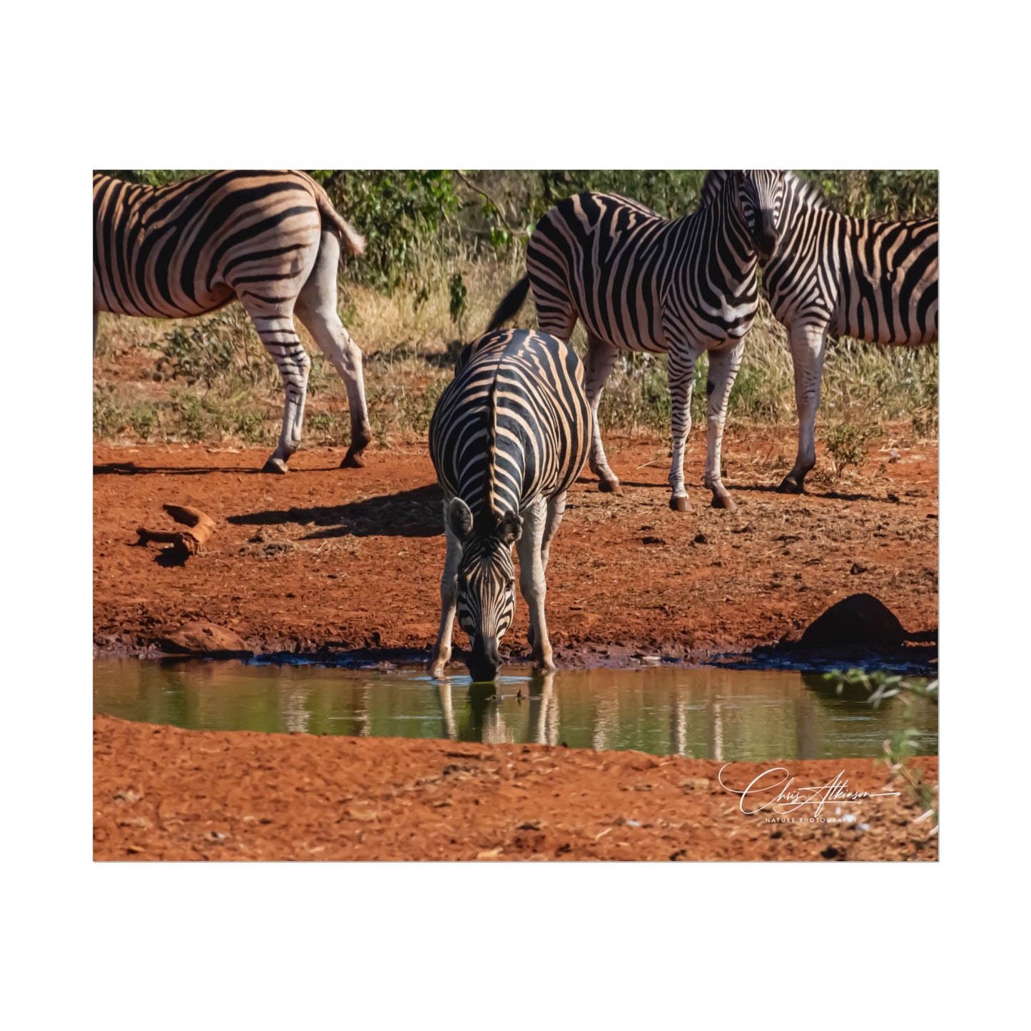 Rolled Posters - Zebra at Waterhole