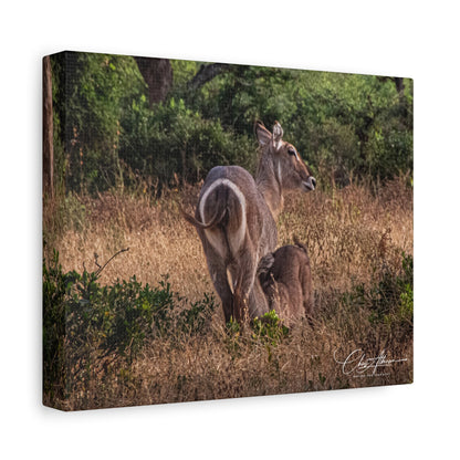 Matte Canvas, Stretched, 1.25" - Waterbuck and Baby