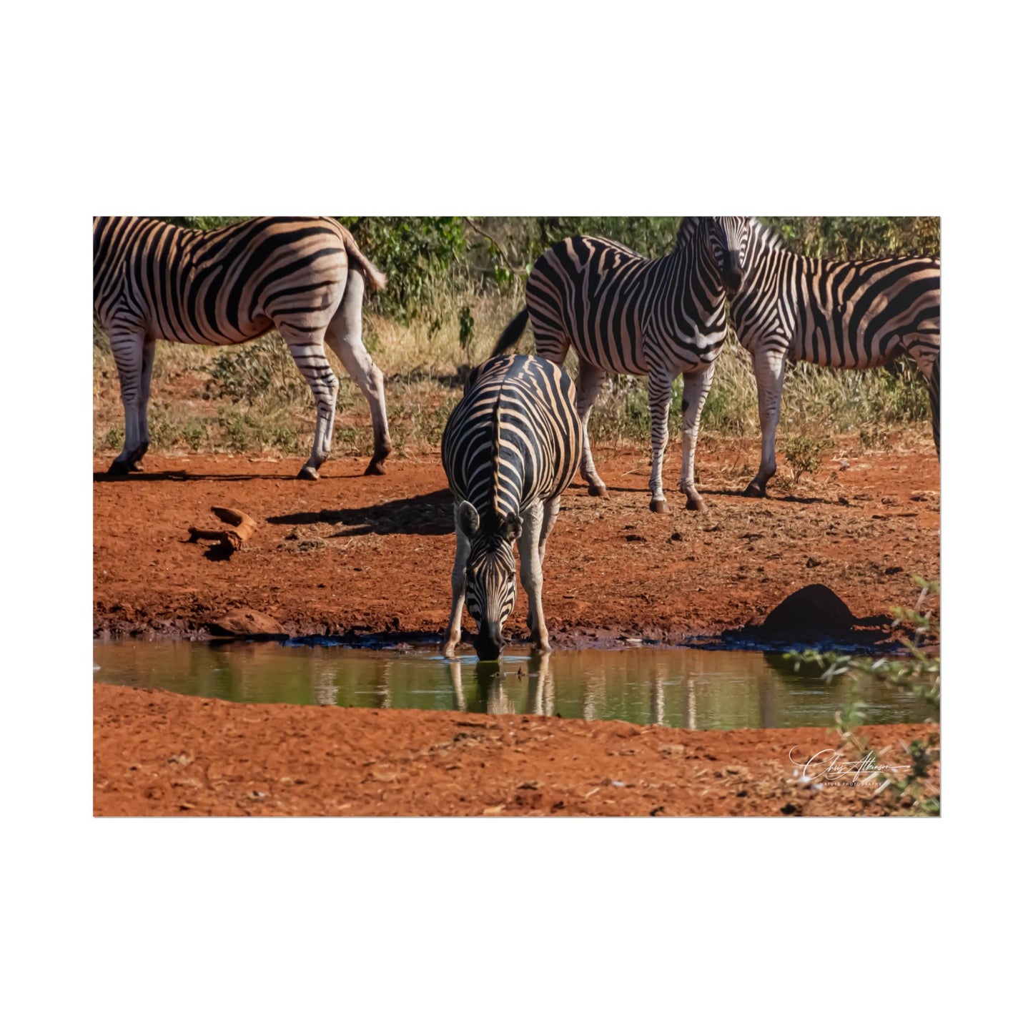 Rolled Posters - Zebra at Waterhole