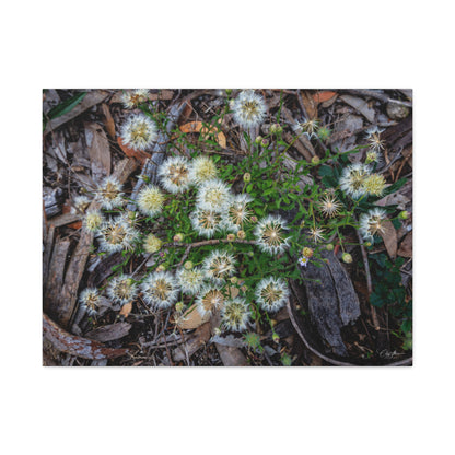 Matte Canvas, Stretched, 1.25" - Australian Wildflower Collection