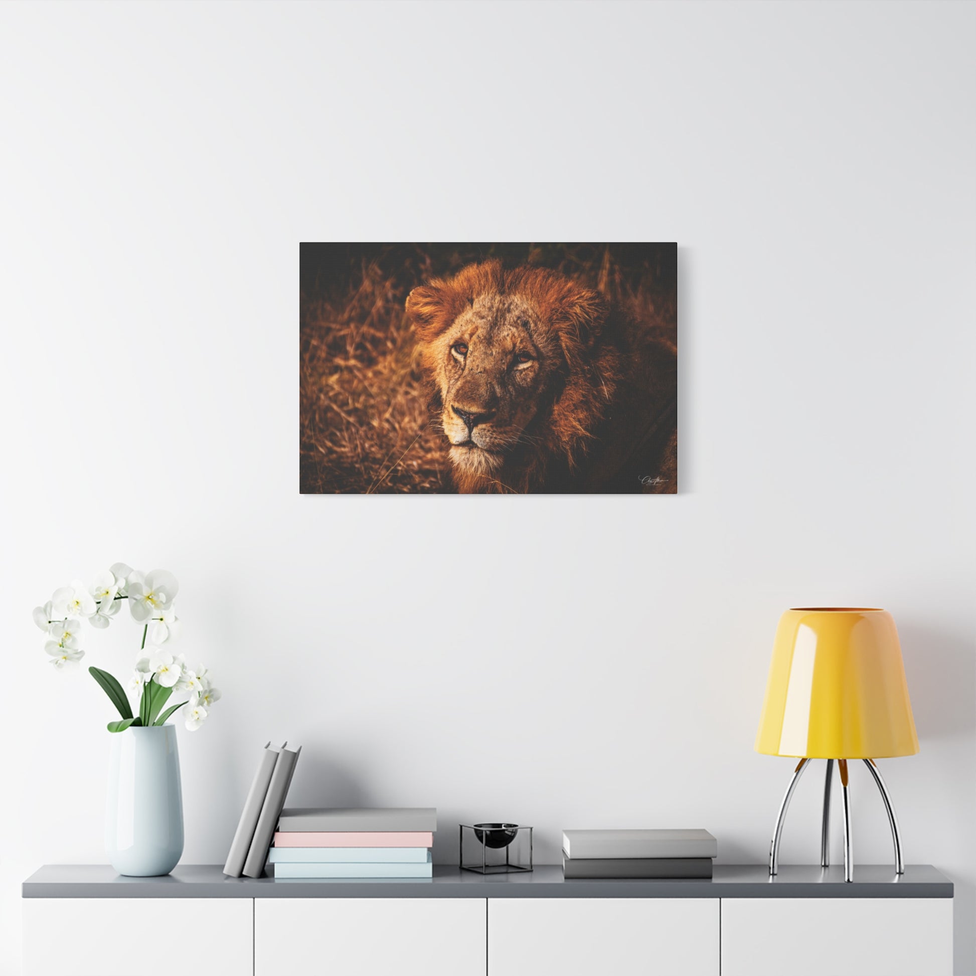 Old Lion Canvas Print