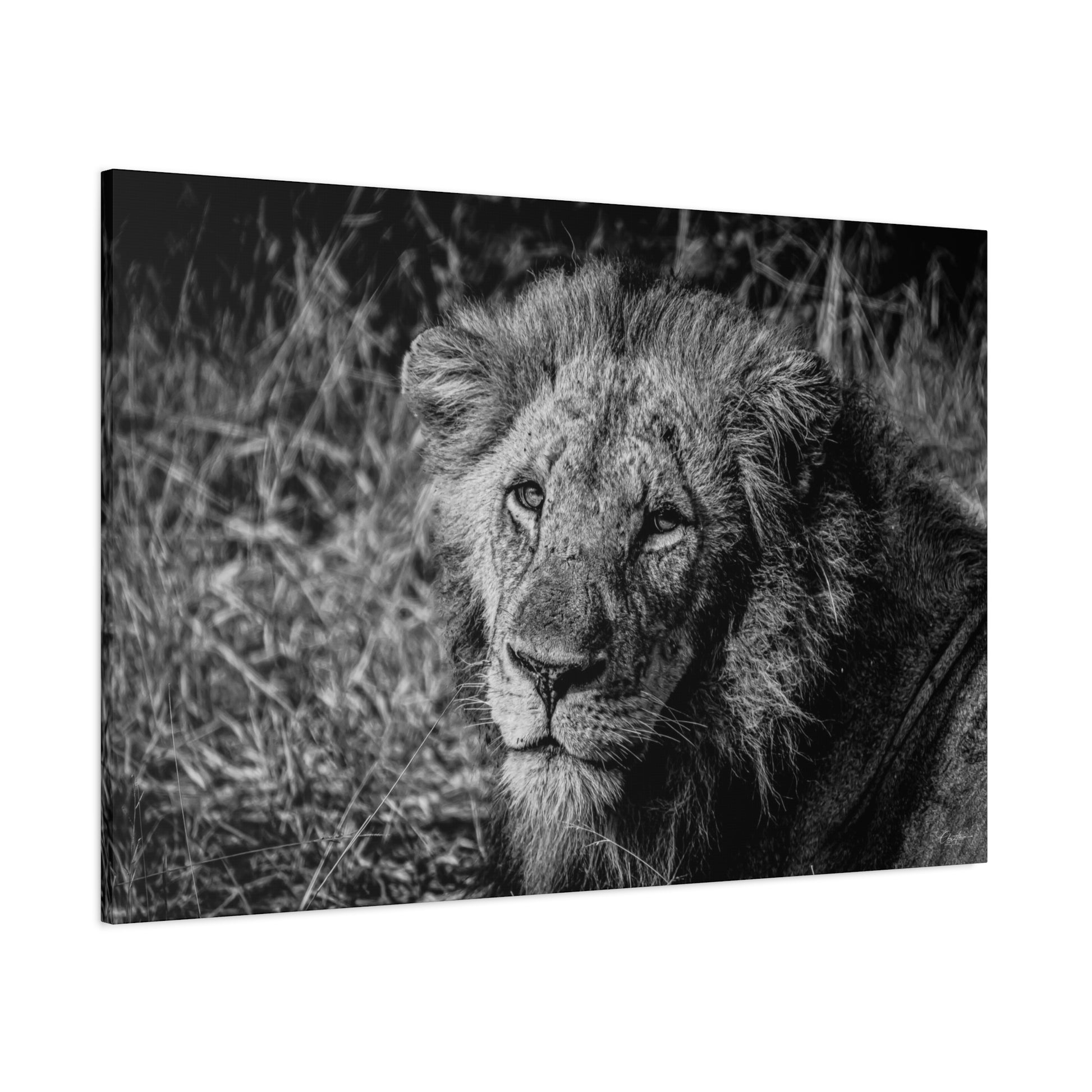 Old Lion Canvas Print B&W