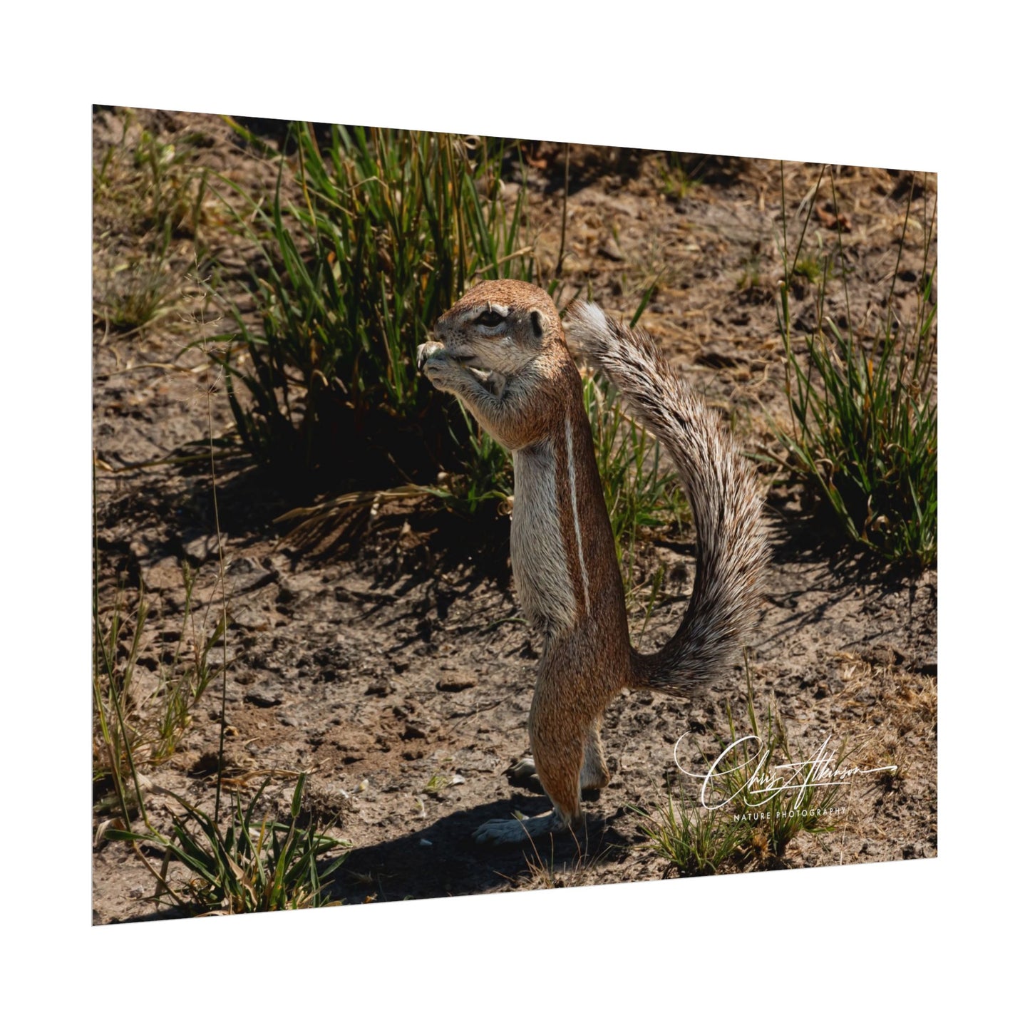 Rolled Posters - Ground Squirrel