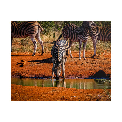 Rolled Posters - Zebra at Waterhole