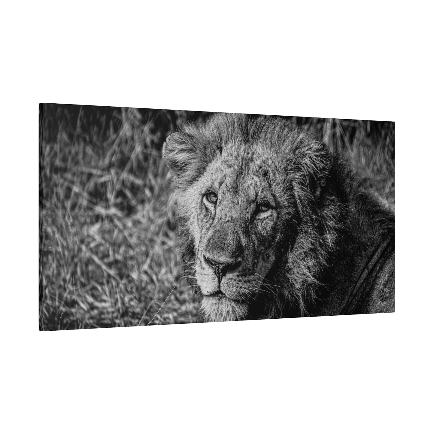 Old Lion Canvas Print B&W