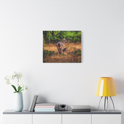 Waterbuck Nature Prints Matte Canvas