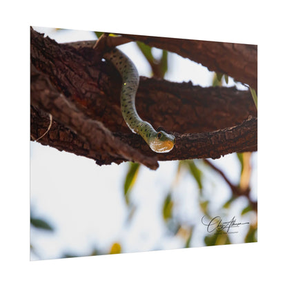 Rolled Posters - Spotted Bush Snake