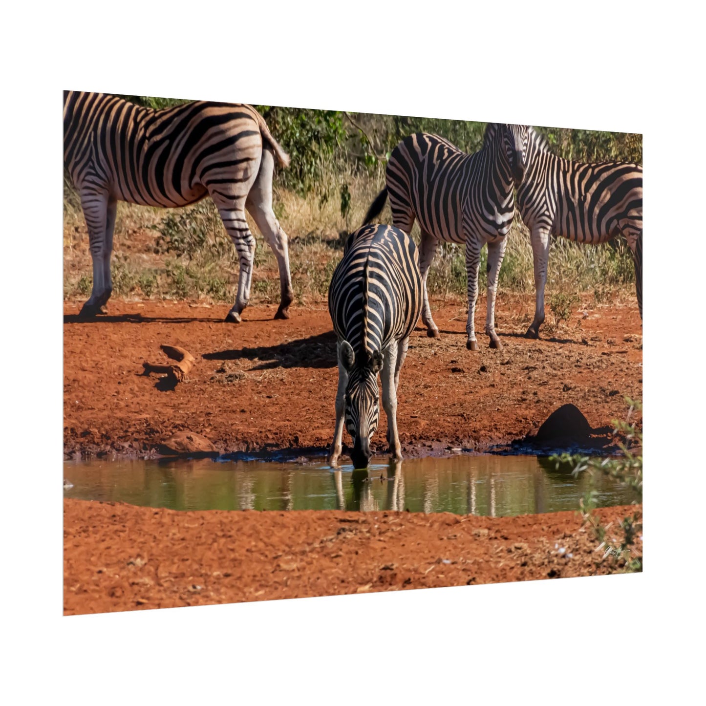 Rolled Posters - Zebra at Waterhole