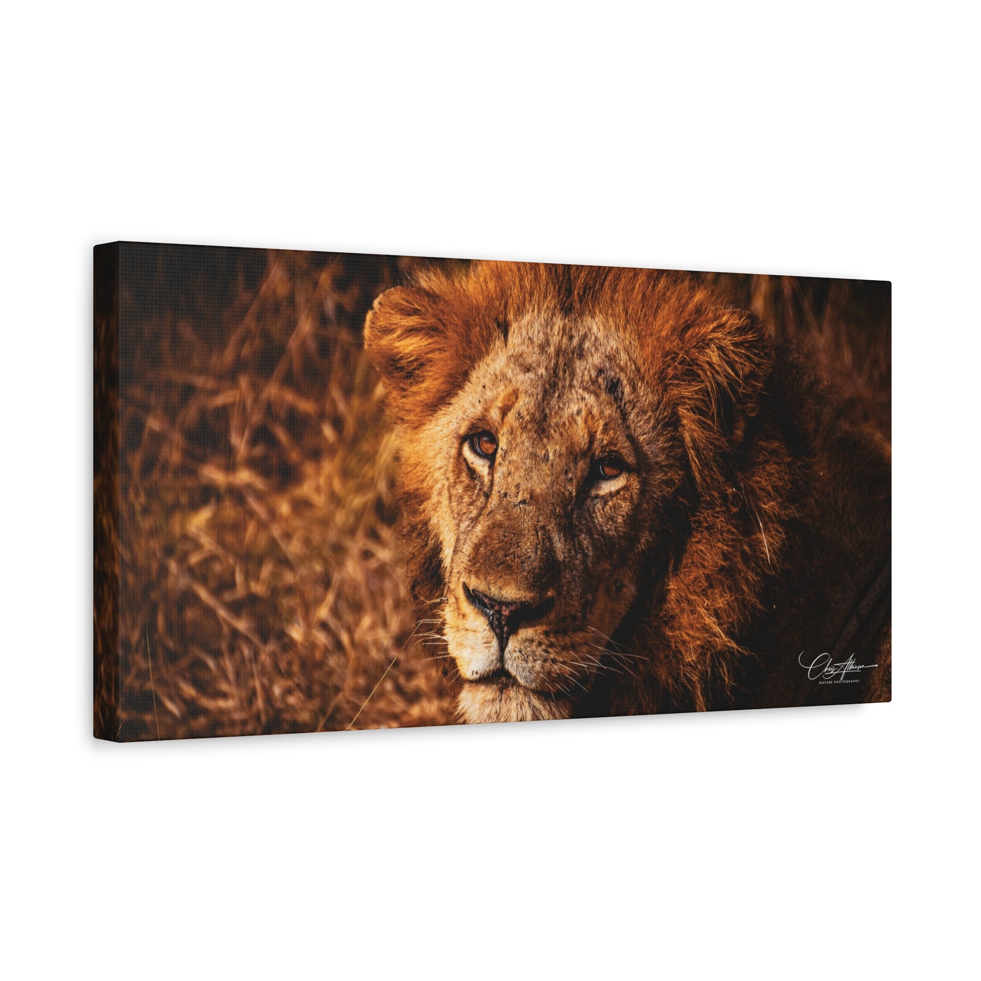 Old Lion Canvas Print