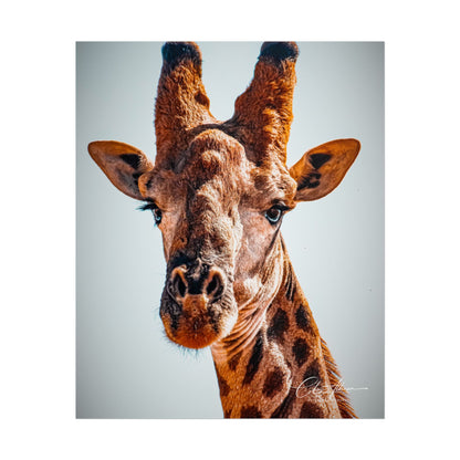 Portrait of Giraffe Poster 9″ x 11″ (Vertical) Matte