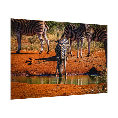 Rolled Posters - Zebra at Waterhole