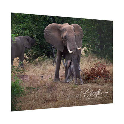 Rolled Posters - Elephant and Baby