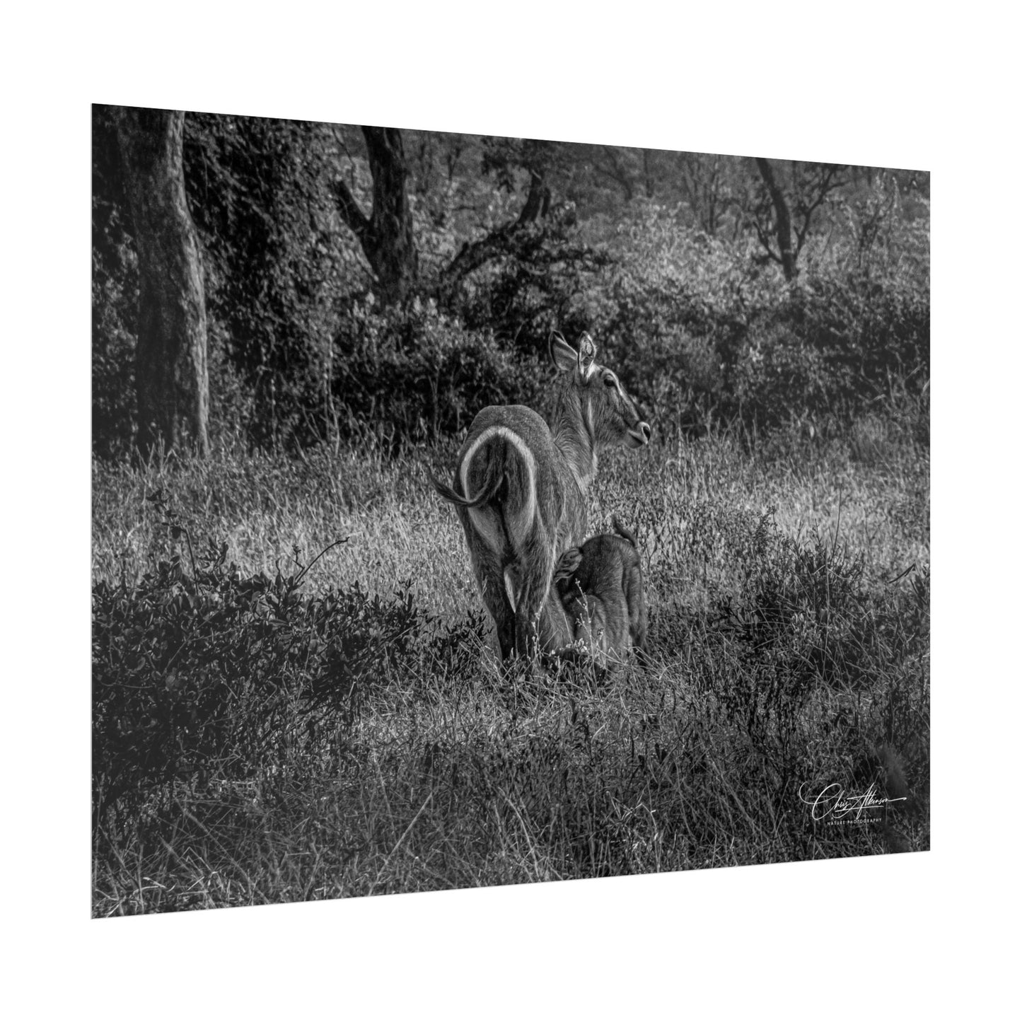 Waterbuck Baby Animal Posters B&W