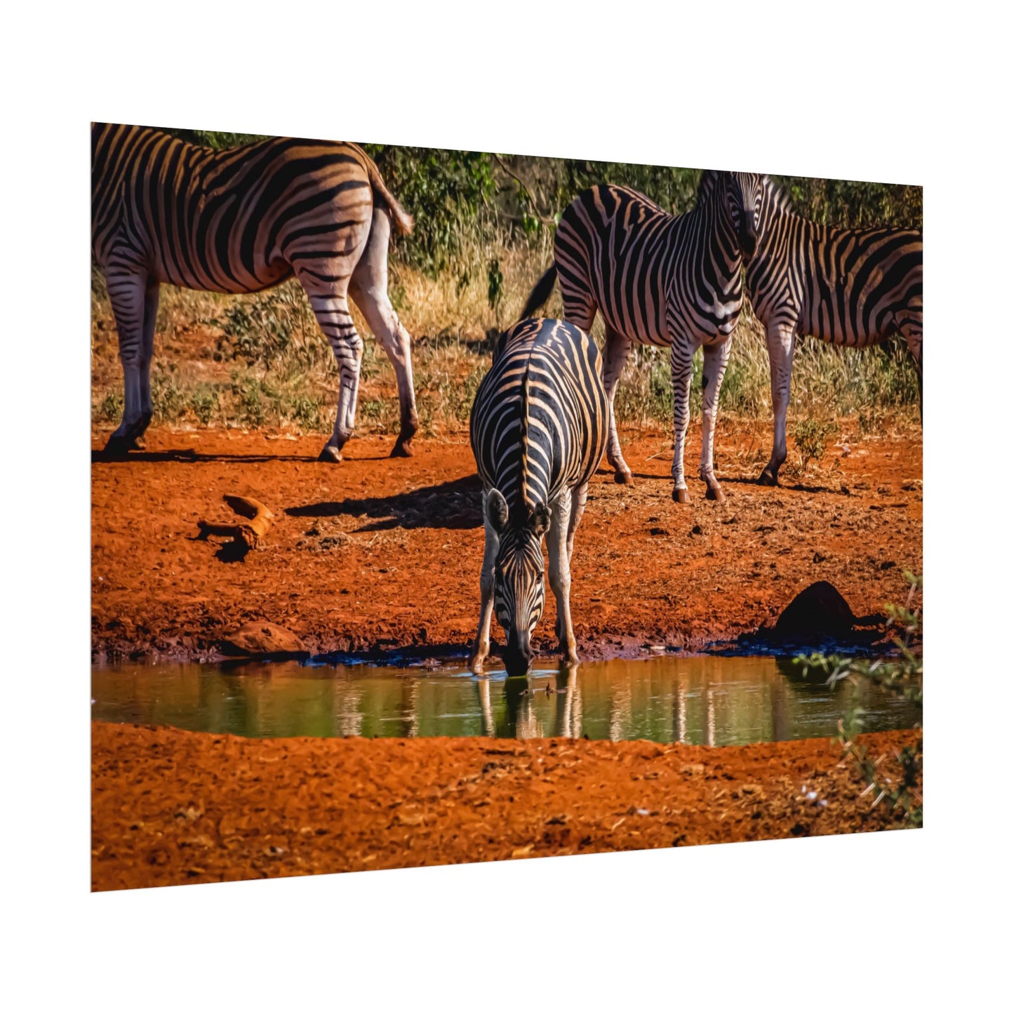 Rolled Posters - Zebra at Waterhole