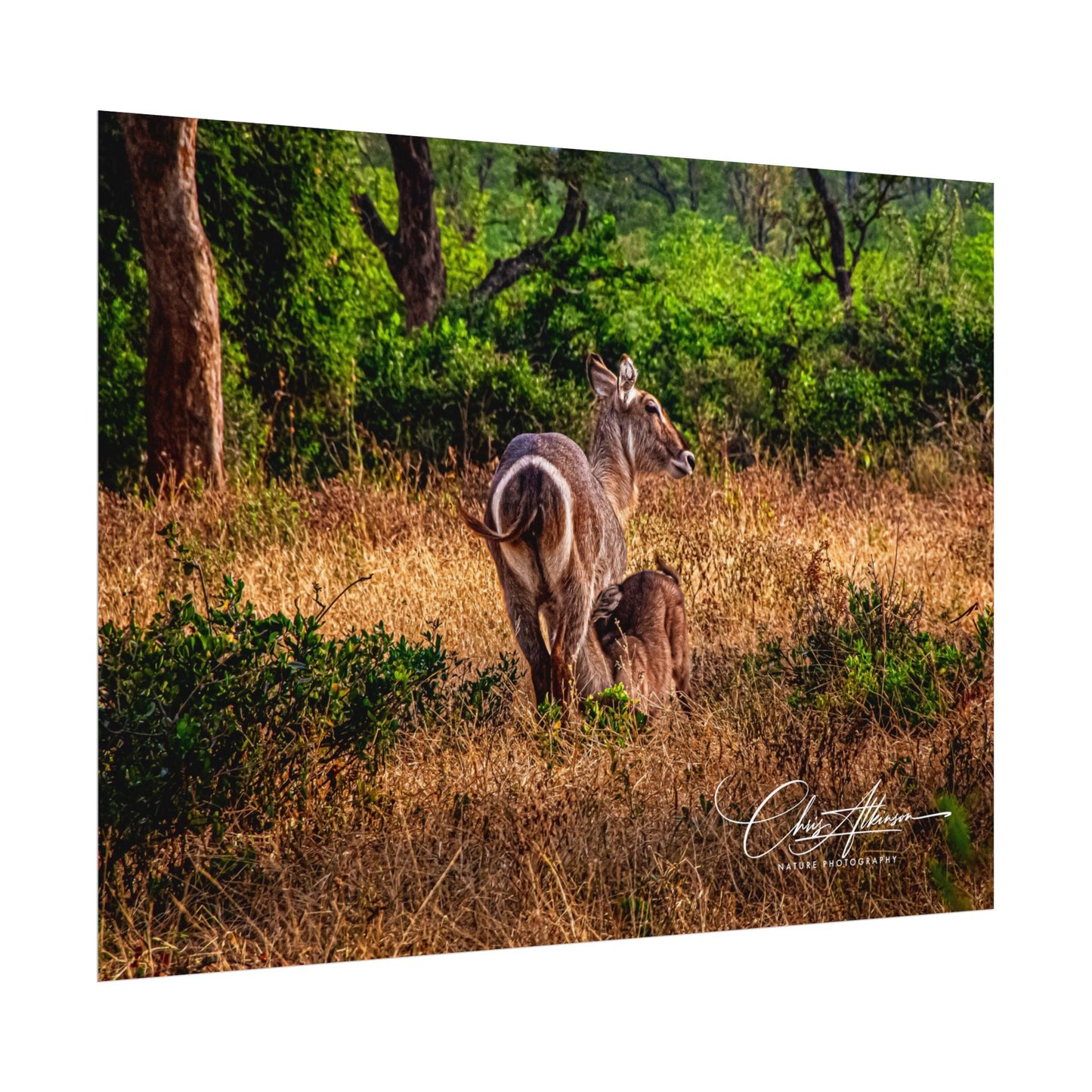 Rolled Posters - Waterbuck and Baby