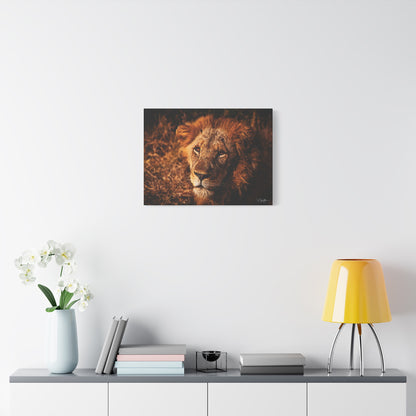 Old Lion Canvas Print