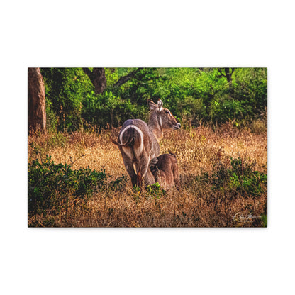 Waterbuck Nature Prints Matte Canvas 18″ x 12″ (Horizontal) 1.25"