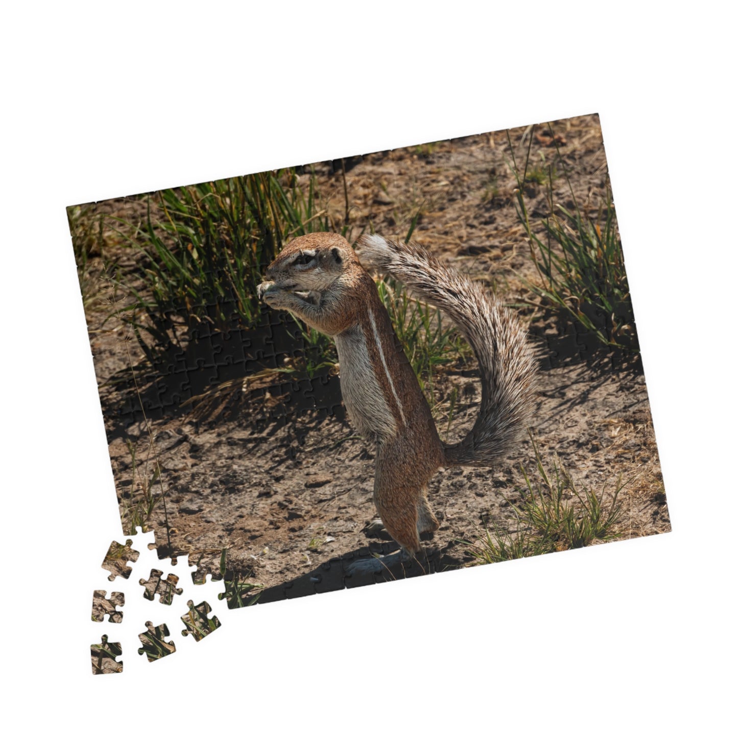 Puzzle (110, 252, 520, 1014-piece) - Ground Squirrel