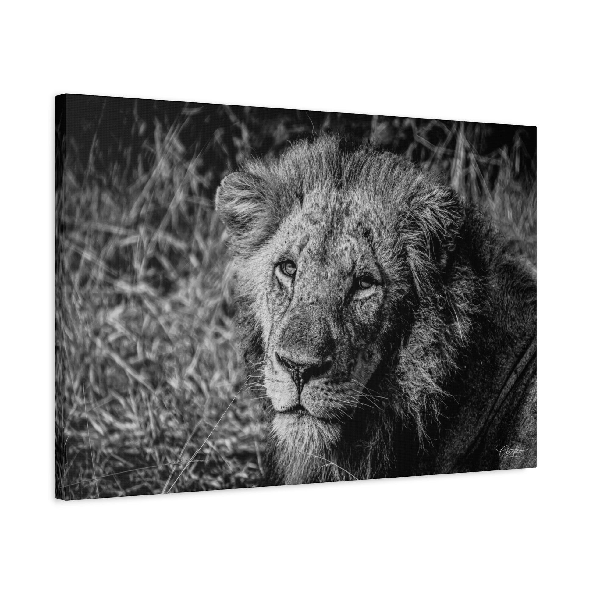 Old Lion Canvas Print B&W