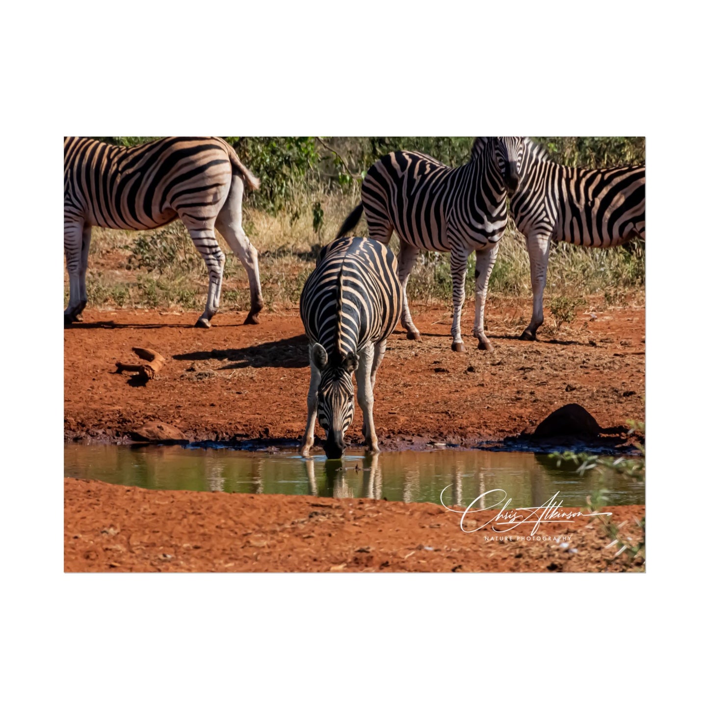 Rolled Posters - Zebra at Waterhole