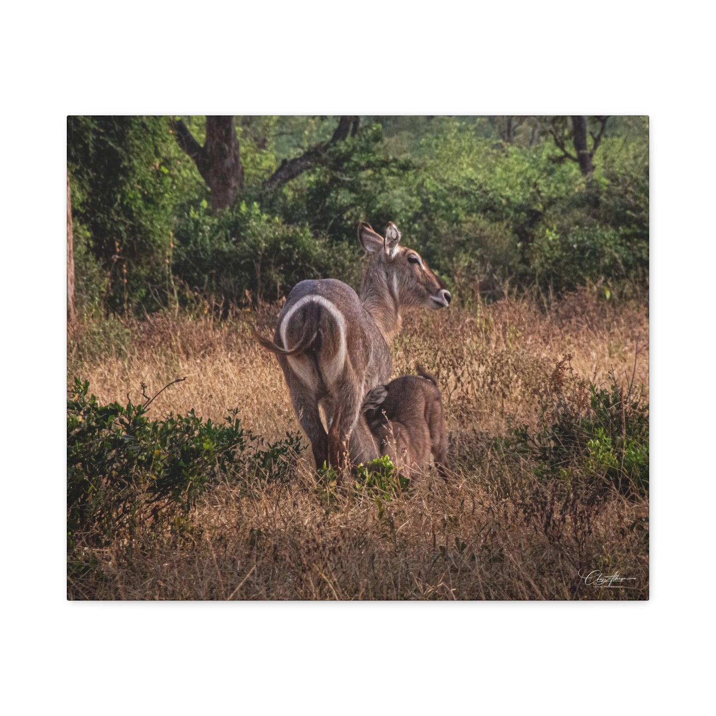 Matte Canvas, Stretched, 1.25" - Waterbuck and Baby