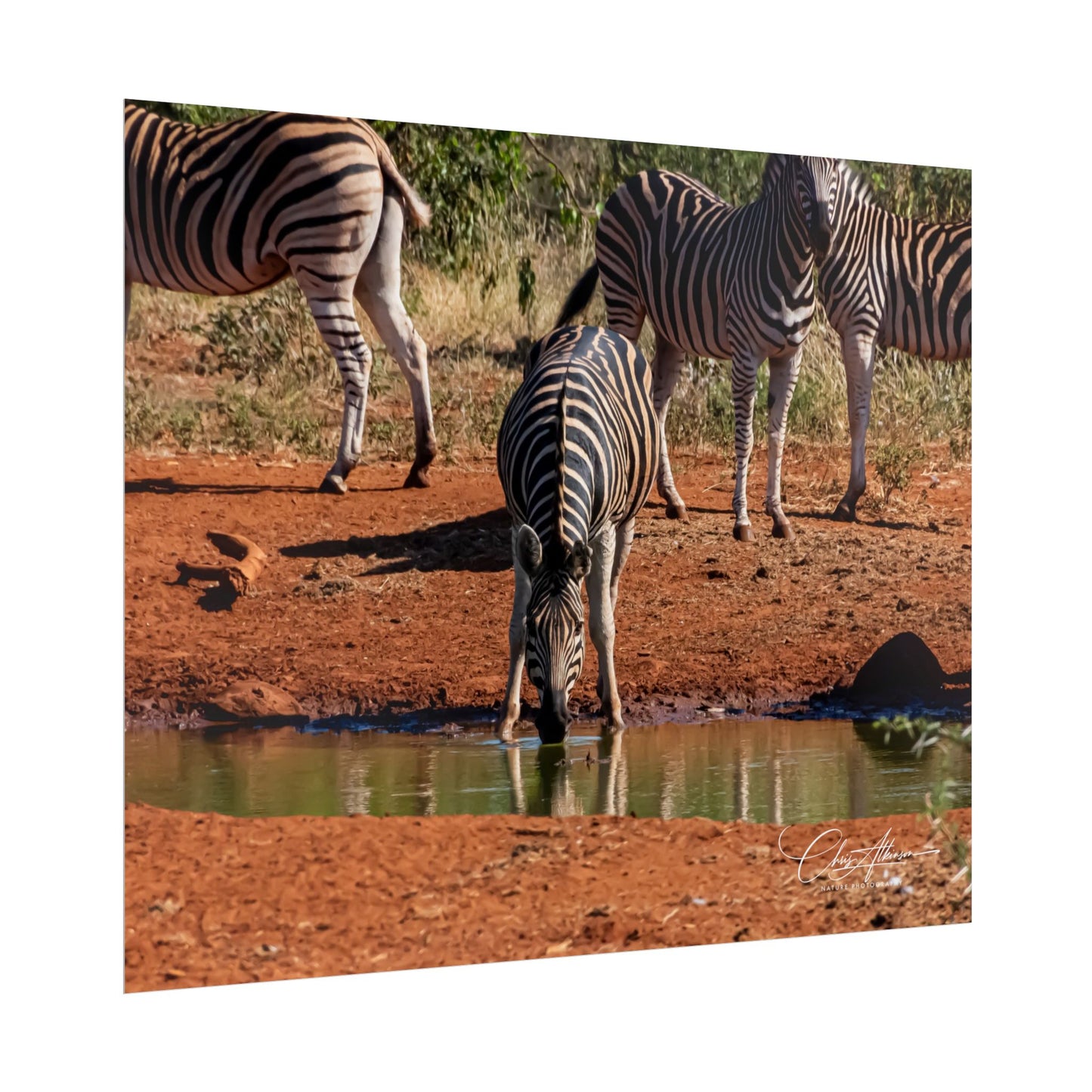 Rolled Posters - Zebra at Waterhole