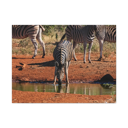 Matte Canvas, Stretched, 1.25" - Zebra at Waterhole