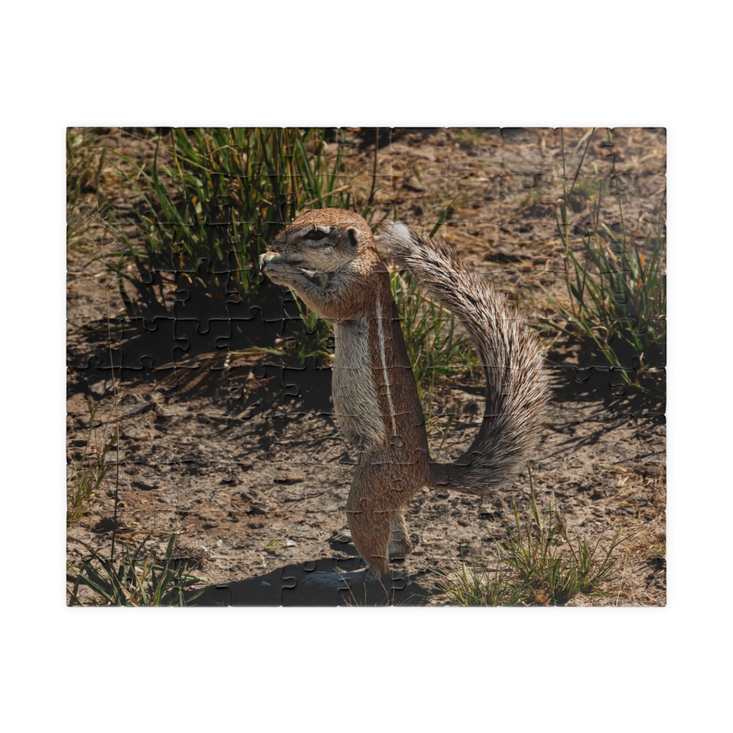 Puzzle (110, 252, 520, 1014-piece) - Ground Squirrel