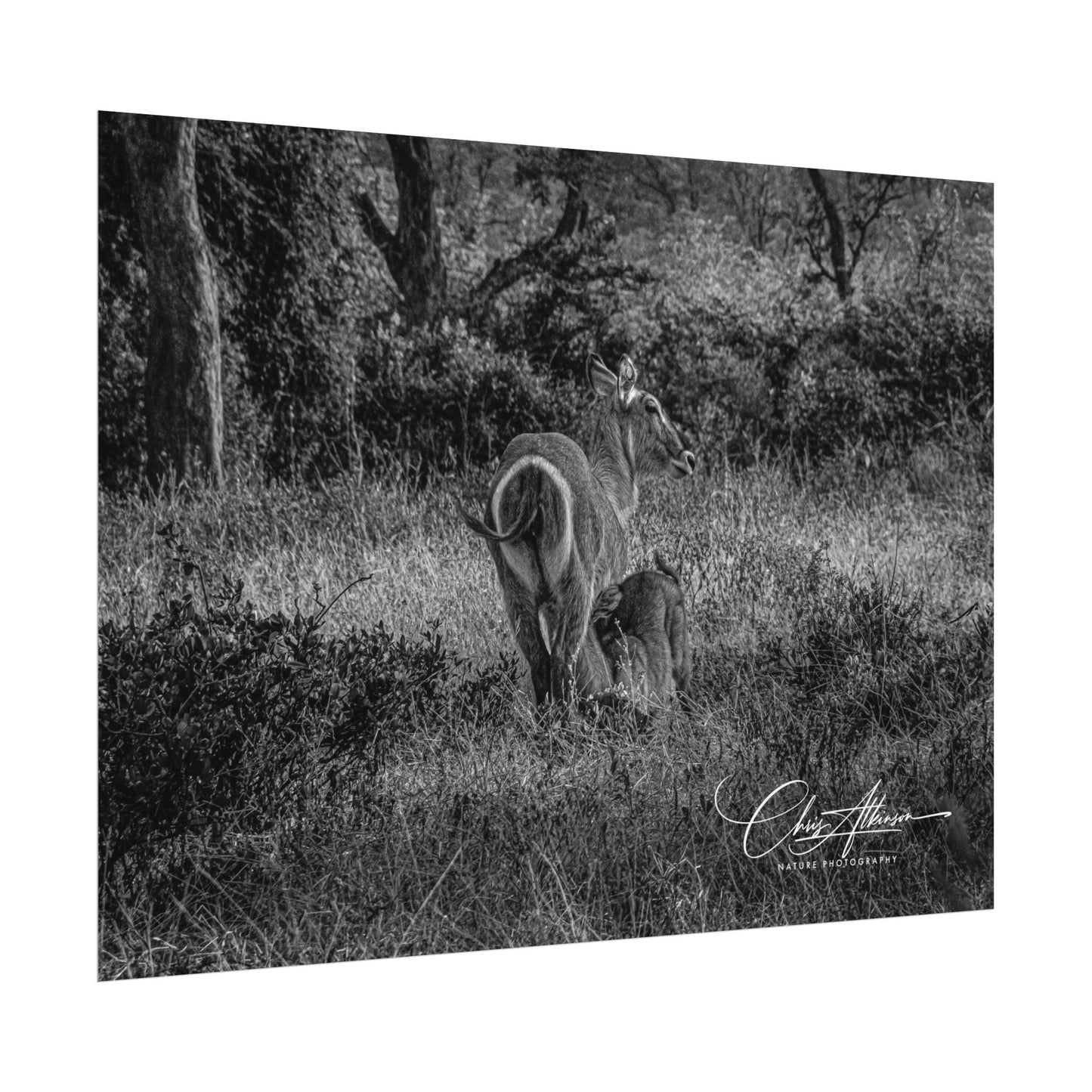 Waterbuck Baby Animal Posters B&W