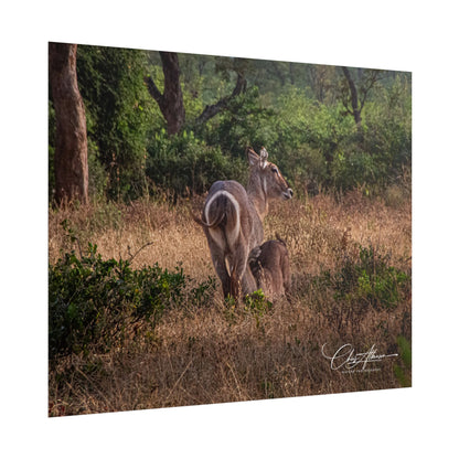 Rolled Posters - Waterbuck and Baby