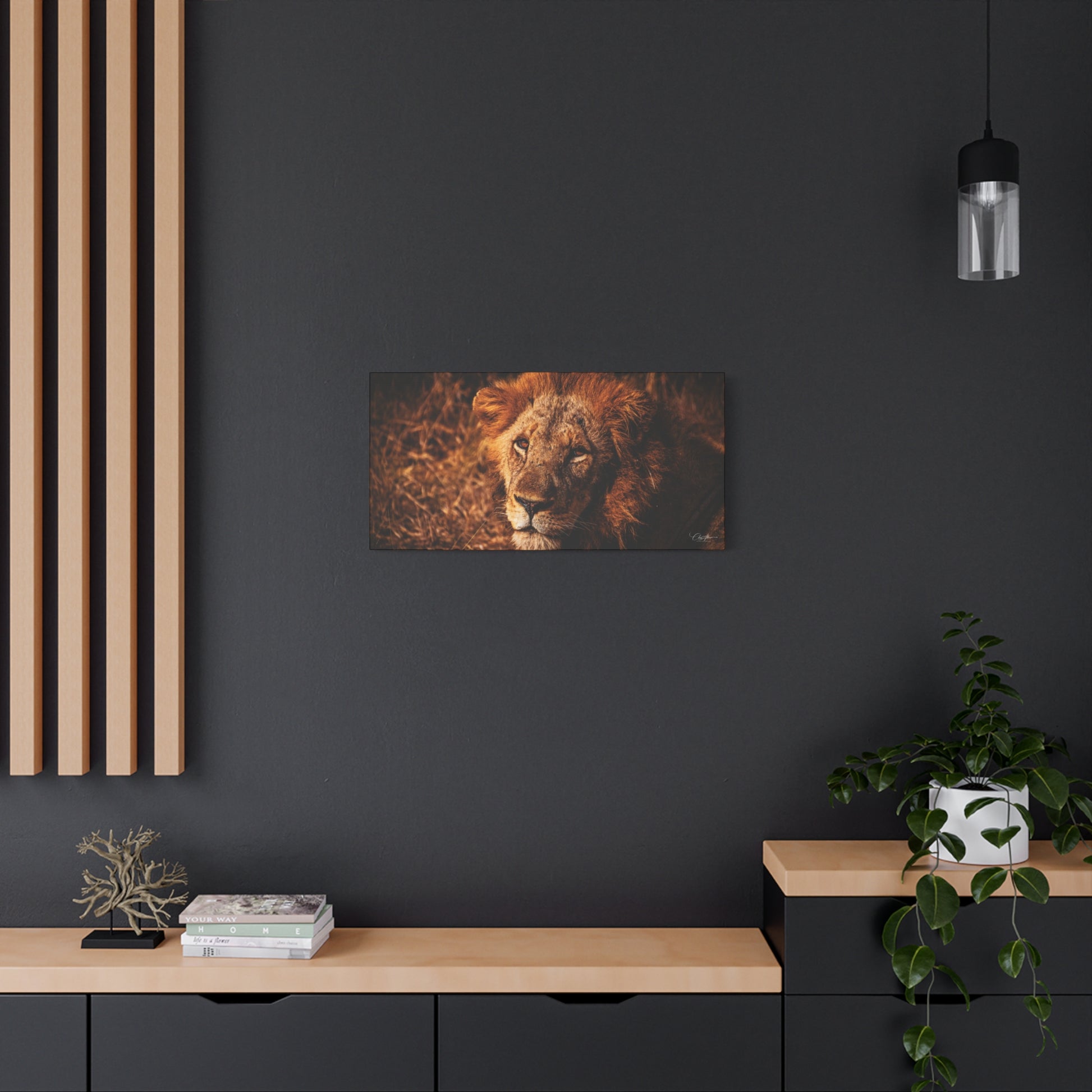 Old Lion Canvas Print