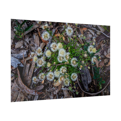 Rolled Posters - Australian Wildflower Collection