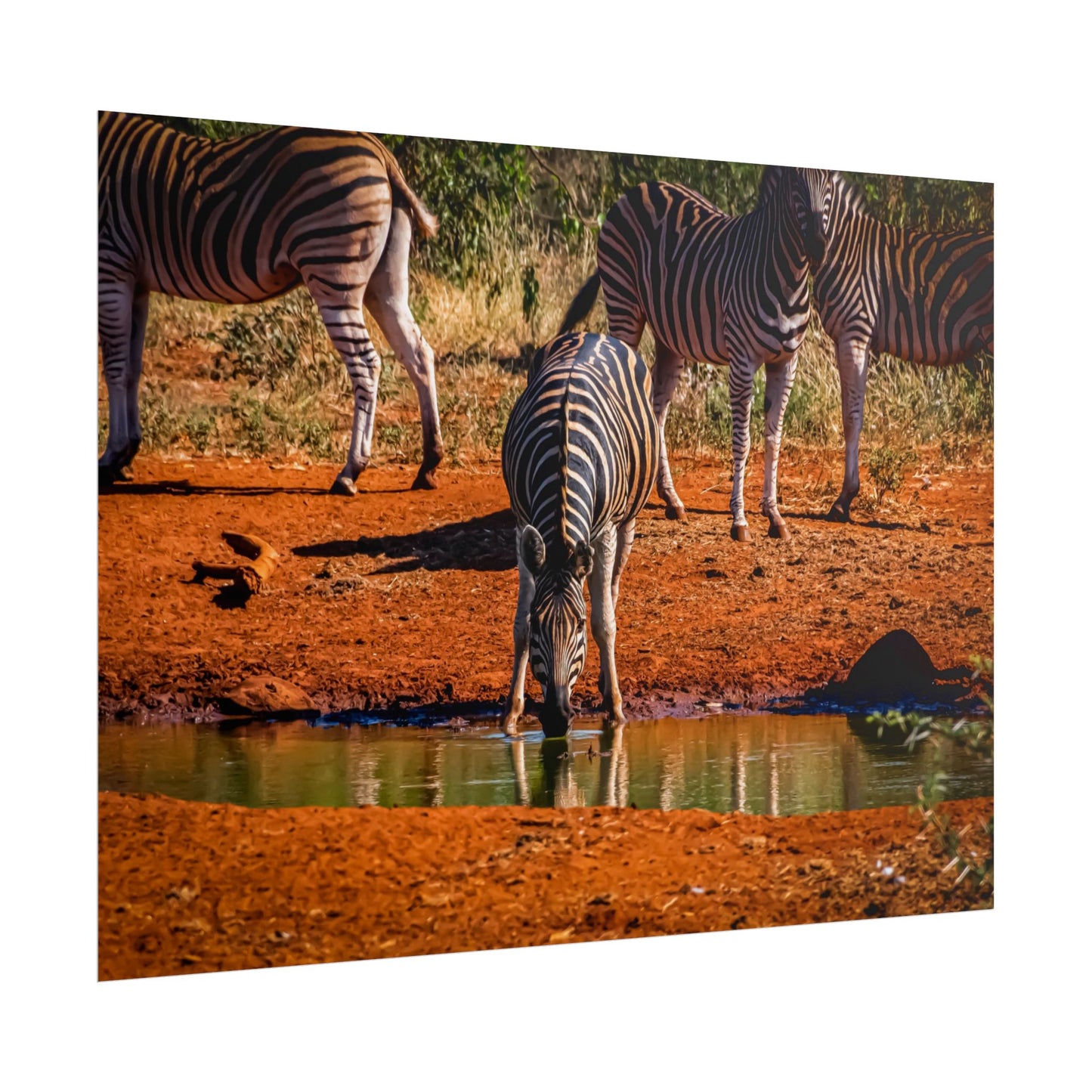 Rolled Posters - Zebra at Waterhole