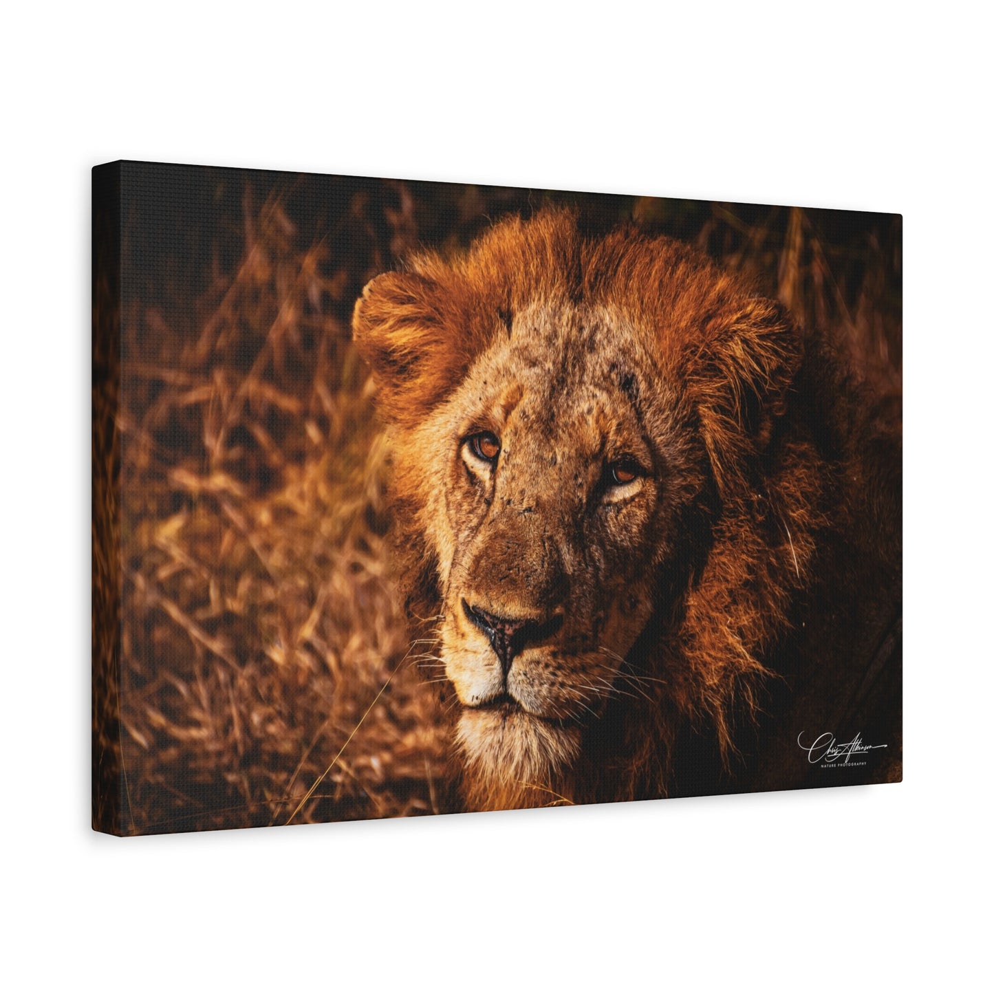 Old Lion Canvas Print