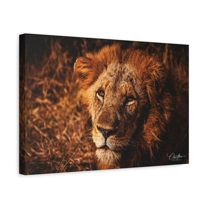 Old Lion Canvas Print